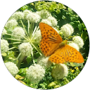 Alicja Szarapanowska profile picture